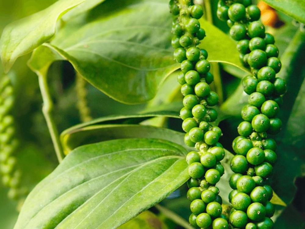 Quy trình trồng trọt và thu hoạch hạt tiêu